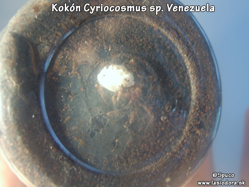 C.sp.Venezuela-kokon1.1.jpg