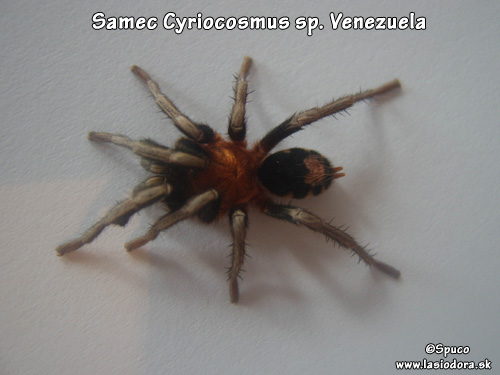 C.sp.Venezuela-samec2.1.jpg